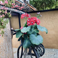 Rosebud Supreme Pelargonium – Rooted Red Geranium Starter Plant | Double Rosebud Flowers | Heirloom Patio Plant