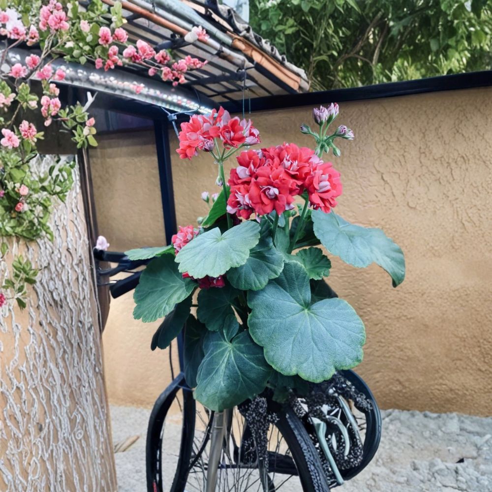 Rosebud Supreme Pelargonium – Rooted Red Geranium Starter Plant | Double Rosebud Flowers | Heirloom Patio Plant