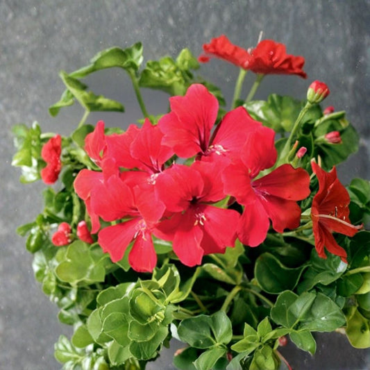 Tornado Red Trailing Geranium Seeds – 15 Film Coated Ivy Geranium Seeds | Hanging Basket Flower Plant | Heat Tolerant & Easy to Grow