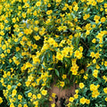 Carolina Jasmine – Gelsemium sempervirens Live Plant | 4–6 Inches Tall | Yellow Flowering Vine | Fragrant Garden Climber | Outdoor Ready