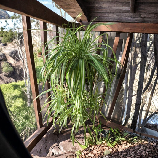 Spider Plant – Chlorophytum comosum Rooted Baby Plants | 3 Live Spider Plant Babies | Bare Root | Easy Care Indoor Houseplants