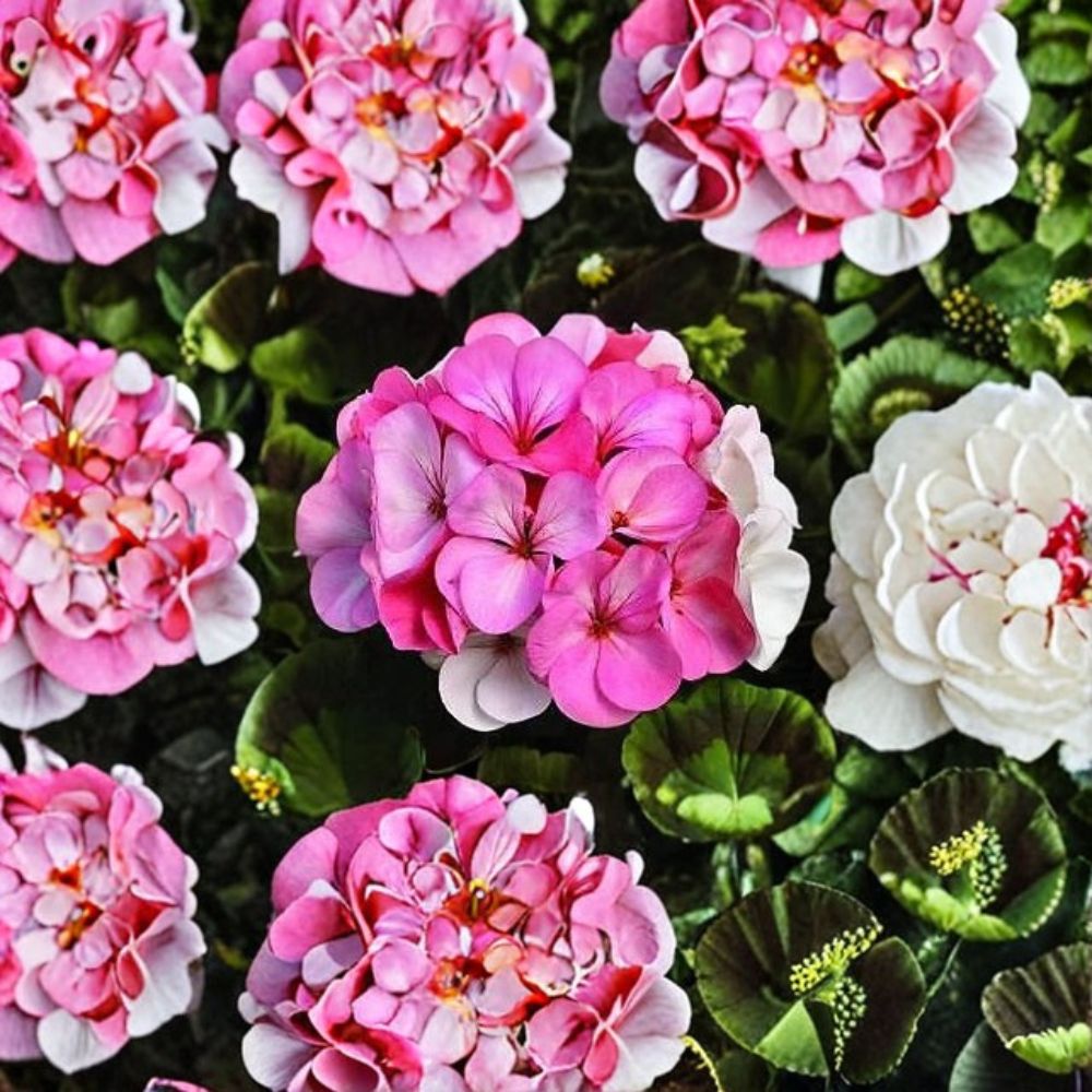 Pinto Premium White to Rose Geranium Seeds – 100 Pelargonium Seeds | Color-Changing Geranium Blooms