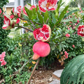Cold Hardy Soft Seed Pomegranate Tree – Punica granatum Live Plant | Sweet Juicy Red Fruit | Ornamental Flowering Tree | 红如意石榴