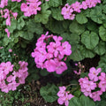 Hardy Fragrant Pink Geranium Cuttings – Pelargonium Live Plant Cuttings | 12 Unrooted Cuttings Included | Pink Fragrant Blooms | Patio & Container Friendly | Easy to Grow