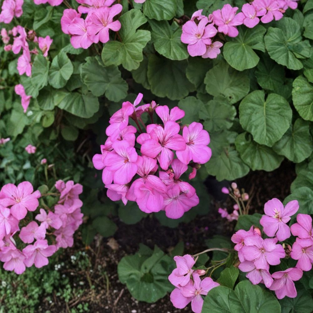 Hardy Fragrant Pink Geranium Cuttings – Pelargonium Live Plant Cuttings | 12 Unrooted Cuttings Included | Pink Fragrant Blooms | Patio & Container Friendly | Easy to Grow