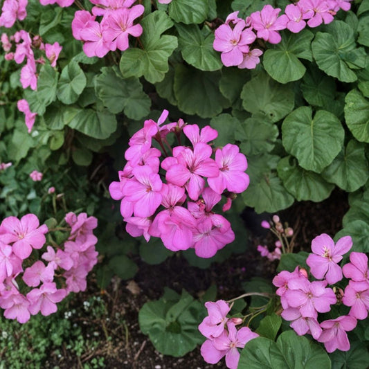 Hardy Fragrant Pink Geranium Cuttings – Pelargonium Live Plant Cuttings | 12 Unrooted Cuttings Included | Pink Fragrant Blooms | Patio & Container Friendly | Easy to Grow