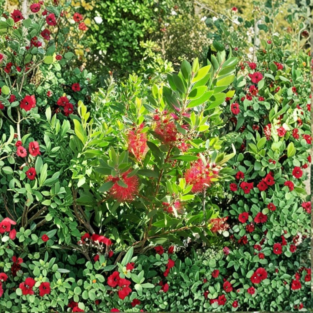 Red Bottlebrush Plant – Live Flowering Shrub | 3 Gallon Size | Bright Red Bottlebrush Blooms | Evergreen Landscape Plant | Easy to Grow