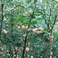 White Nanking Cherry Bush – Rooted Sweet Cherry Plant | Zones 2–7 | Cold Hardy Fruit Shrub | Edible White Cherries | Live Bush Plant