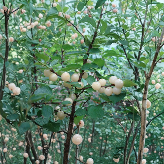 White Nanking Cherry Bush – Rooted Sweet Cherry Plant | Zones 2–7 | Cold Hardy Fruit Shrub | Edible White Cherries | Live Bush Plant