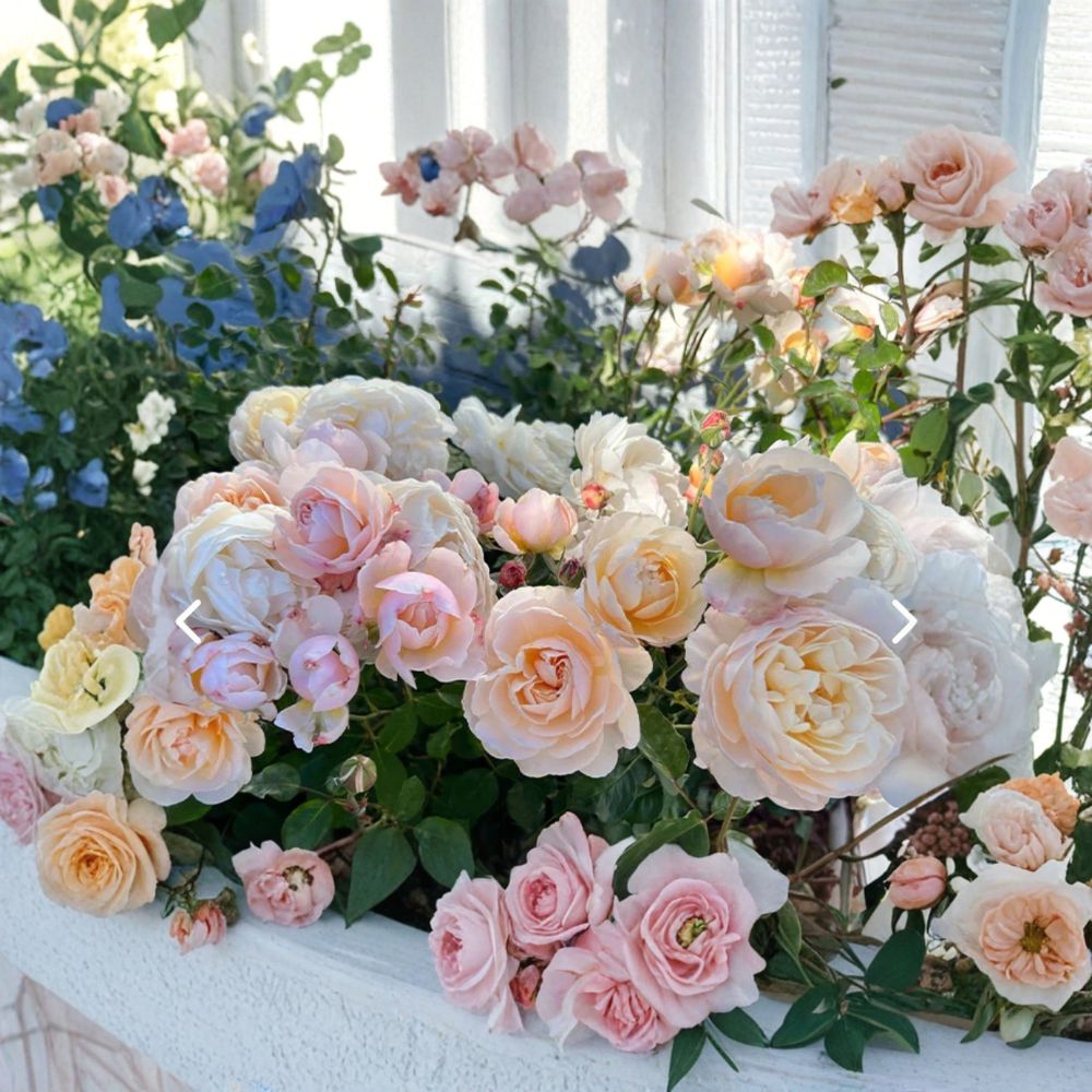 Moonlight in Paris Rose Live Plant | 5–7 Inches Tall | Rooted Shrub Rose | Repeat Blooming Fragrant Rose | Ready to Grow