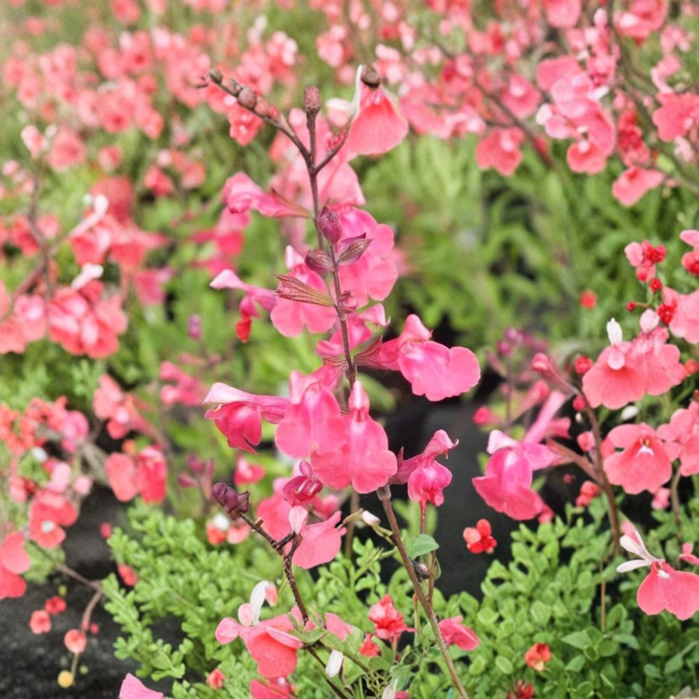 Lipstick Salvia – Salvia greggii Live Plant | 1 Gallon Fully Rooted | Red Blooming Perennial | Hummingbird & Butterfly Friendly | Easy to Grow