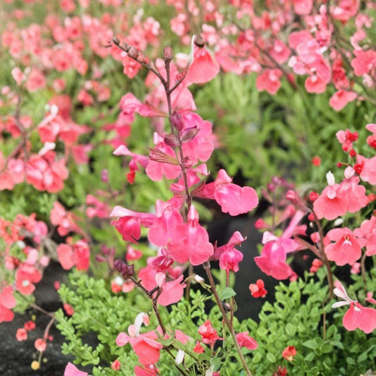 Lipstick Salvia – Salvia greggii Live Plant | 1 Gallon Fully Rooted | Red Blooming Perennial | Hummingbird & Butterfly Friendly | Easy to Grow