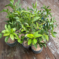 Camellia sinensis ‘Anji White Tea’ – Live Tea Plant Seedling | Rare Anji Bai Cha | Edible Green Tea Plant | Garden & Container Friendly | Home Tea Growing Starter