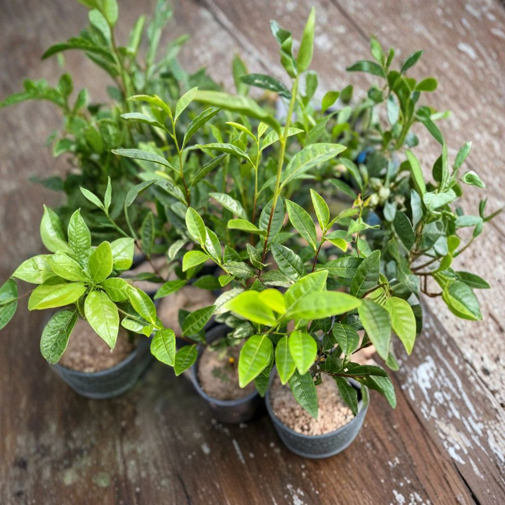 Camellia sinensis ‘Anji White Tea’ – Live Tea Plant Seedling | Rare Anji Bai Cha | Edible Green Tea Plant | Garden & Container Friendly | Home Tea Growing Starter