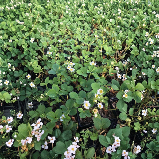 Seascape Strawberry Plants – Fragaria × ananassa Live Plants | 25 Bare Root Crowns | Everbearing Strawberry | Large Sweet Berries | Garden Ready