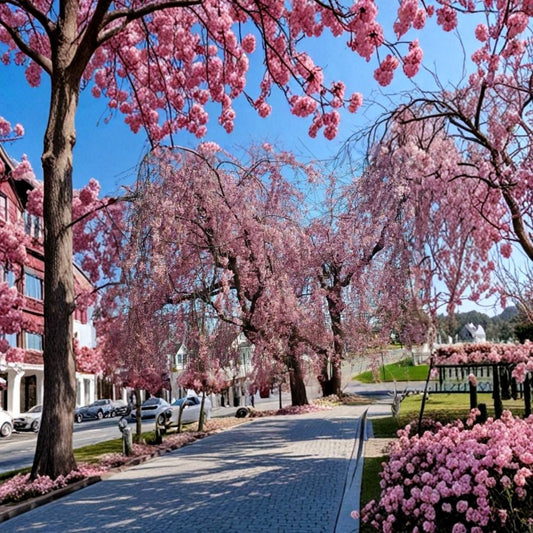 Pink Japanese Weeping Cherry Tree – Live Rooted Plant | 6–12 Inches Tall | Includes Nursery Pot | Hardy Ornamental Flowering Tree | Easy to Grow