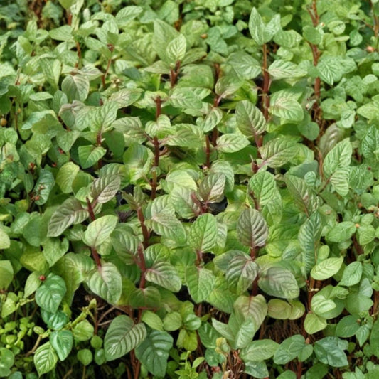 Berries and Cream Mint Cuttings – Mentha x piperita Live Unrooted Cuttings | 6 Organic Mint Cuttings for Rooting | Fruity Culinary Herb | Container Friendly