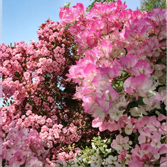 Cherry Blossom Bougainvillea – Live Rooted Starter Plant | Rare Tropical Flowering Vine | Ships in Pot