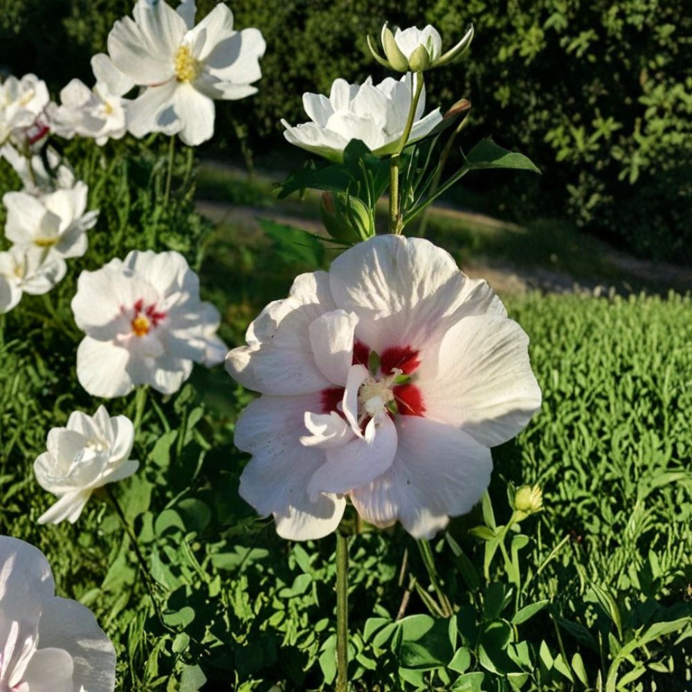 Double Flower White Althea Rose of Sharon – Live Plant | 1 Gallon Size | Large Easy Grow Flowering Shrub | Hardy Landscape Plant | Beautiful Double White Blooms
