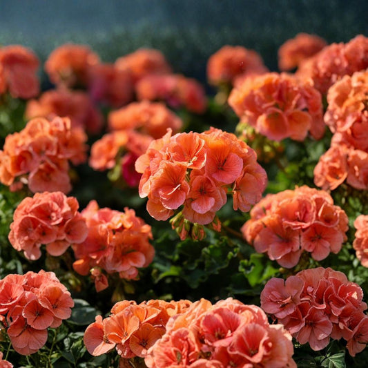 Maverick Orange Geranium Seeds – 10 F1 Hybrid Flower Seeds | Bright Orange Pelargonium Blooms | Patio & Container Friendly | Easy to Grow