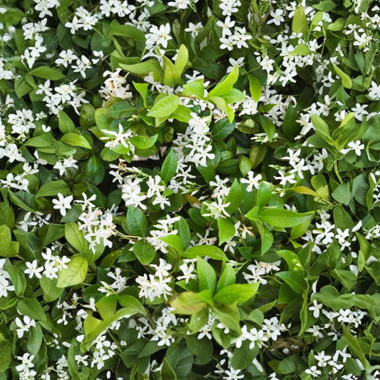 Star Jasmine Plant – Trachelospermum jasminoides Live Vine | Quart Pot Rooted Plant | Fragrant Confederate Jasmine | Indoor Outdoor Climber