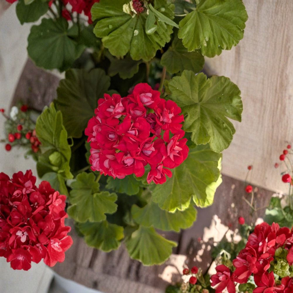Rosebud Geranium Supreme – Live Rooted Pelargonium Plant | Rare Double Bloom Hot Pink Geranium | Neon Rosebud Flowers | Houseplant & Patio Plant