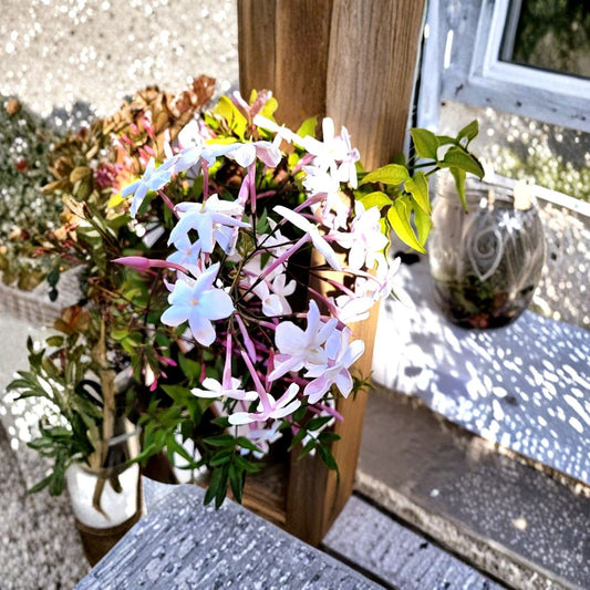 Pink Jasmine Live Plant – 2” Pot | Jasminum polyanthum | Trailing Fragrant Vine | Indoor Outdoor Flowering Houseplant