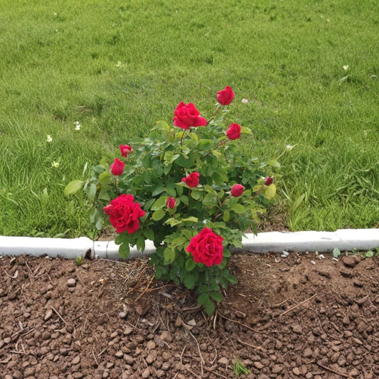 Red Patio Rose – Live Plant | 3-Gallon Pot | Miniature Rose Bush | Red Flowering Ornamental | Patio, Balcony & Container Friendly | Full Sun