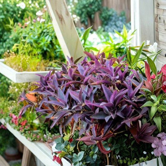 Purple Heart Live Plants – Set of 2 | Setcreasea pallida | 4–6" Tall | Purple Foliage | Trailing Plant | No Pot