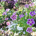 Blueberry Ice Geranium Seeds – 25+ Premium Pelargonium Flower Seeds | Vibrant Garden & Patio Blooms