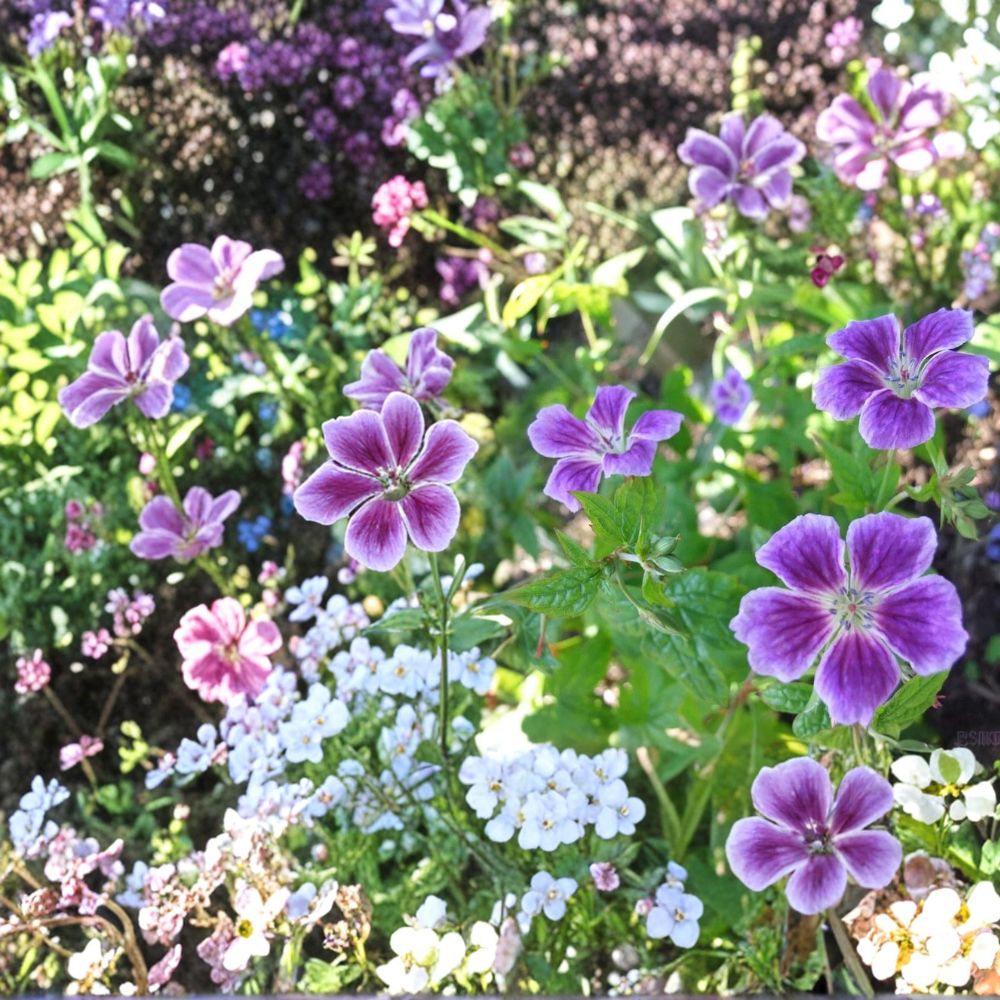 Blueberry Ice Geranium Seeds – 25+ Premium Pelargonium Flower Seeds | Vibrant Garden & Patio Blooms