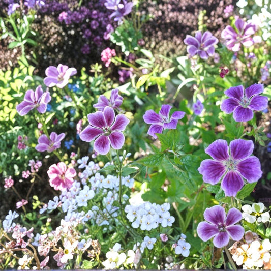 Blueberry Ice Geranium Seeds – 25+ Premium Pelargonium Flower Seeds | Vibrant Garden & Patio Blooms