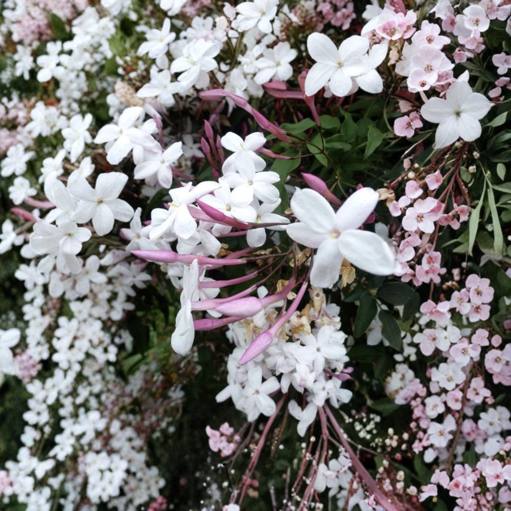Star Jasmine Cuttings – Trachelospermum jasminoides 12 Pack | Unrooted Fragrant White Vine | Climbing Plant Propagation | Indoor Outdoor