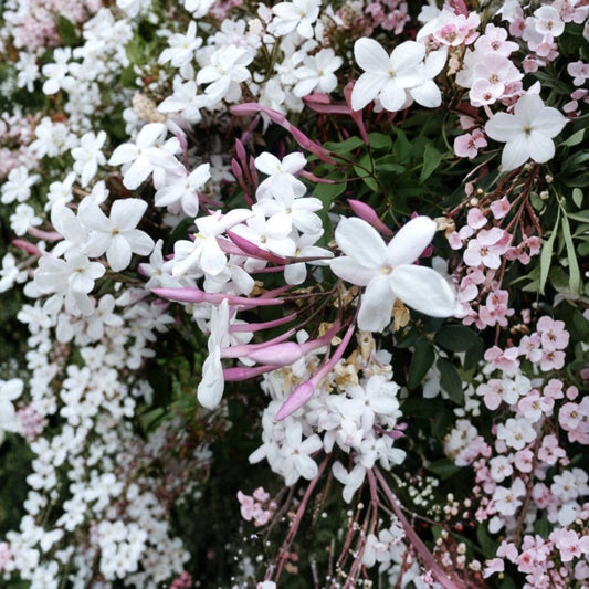Star Jasmine Cuttings – Trachelospermum jasminoides 12 Pack | Unrooted Fragrant White Vine | Climbing Plant Propagation | Indoor Outdoor