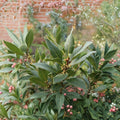 Bay Leaf Tree – Laurus nobilis Live Plant | 2 Year Old Sweet Bay Laurel | 4 Inch Pot Culinary Herb Tree | Indoor Outdoor Container Plant | Ready to Transplant