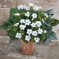 Cape Jasmine Seeds – Gardenia jasminoides 10+ Pack | Fragrant White Flower Shrub | Evergreen Ornamental Plant | Indoor Outdoor Growing