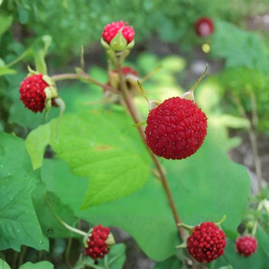 Thimbleberry Raspberry – Thornless Live Starter Plant | Wild Edible Berry Shrub | Self-Pollinating | Zones 3–8