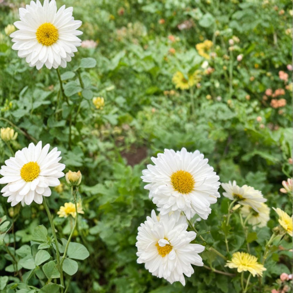 Chrysanthemum Tea Plants – Chrysanthemum morifolium Live Plants | 2 Pack Hang Bai Ju White Mums | Edible Herbal Flowers | 杭白菊 桐乡白菊