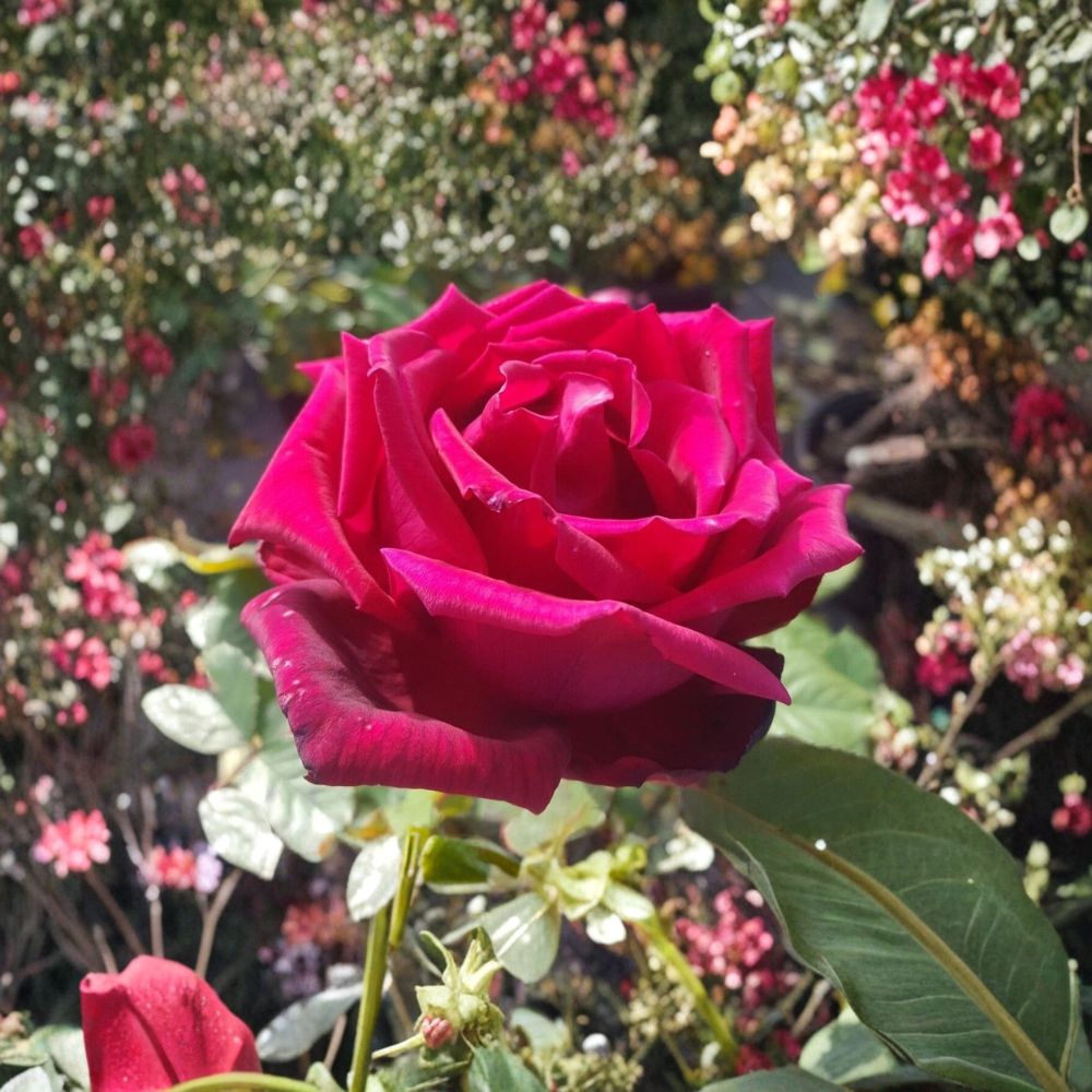 TRAVIATA Red Fragrant Hybrid Tea Rose Live Plant | 3 Gallon Bush | Double Bloom Shrub Rose | Highly Fragrant Garden Rose | Hardy Landscape Favorite