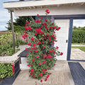 Blaze Climbing Rose Plant – Live Potted Red Climber | Fast Growing Hardy Rose Vine | Repeat Blooming Garden Rose | Trellis & Arbor Friendly