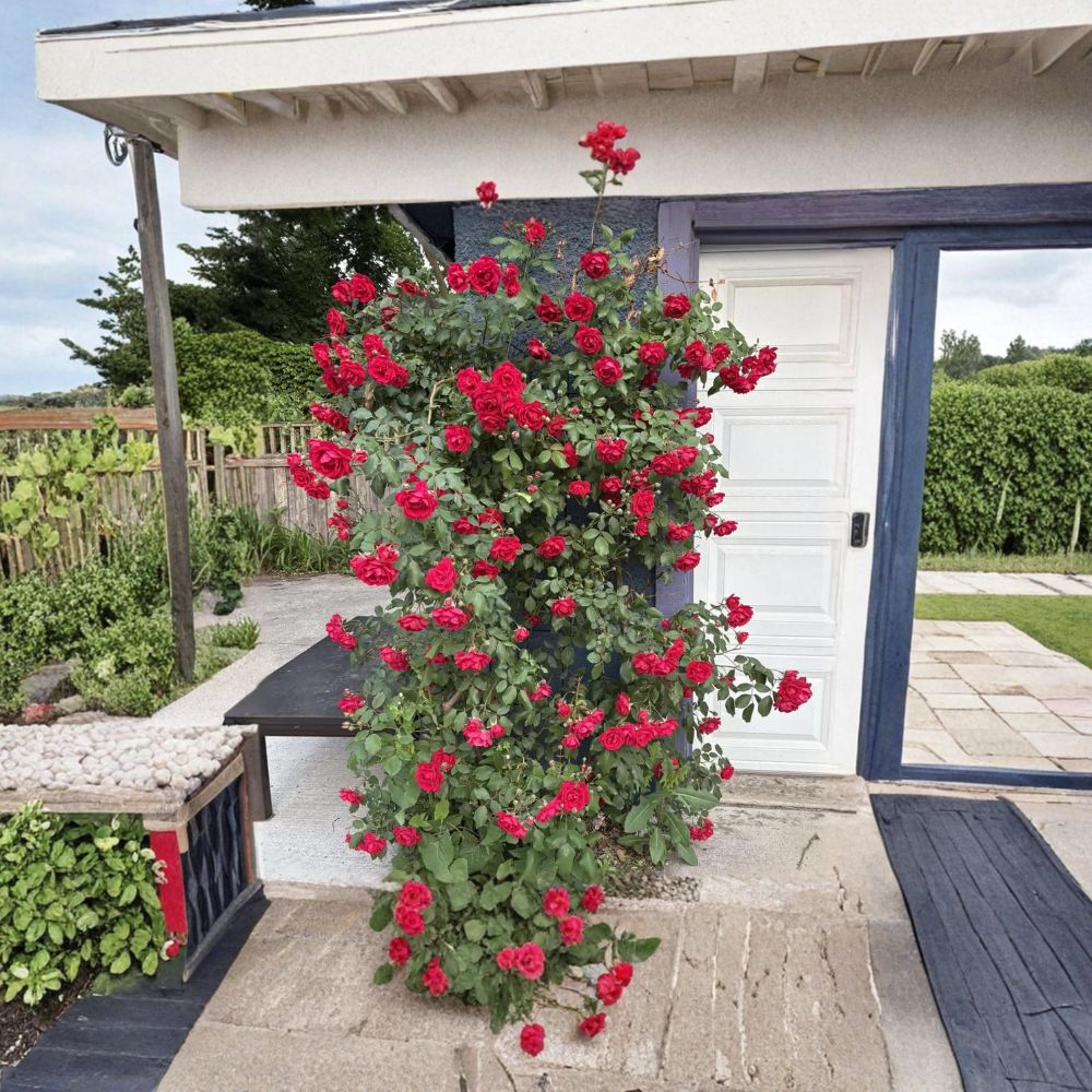 Blaze Climbing Rose Plant – Live Potted Red Climber | Fast Growing Hardy Rose Vine | Repeat Blooming Garden Rose | Trellis & Arbor Friendly