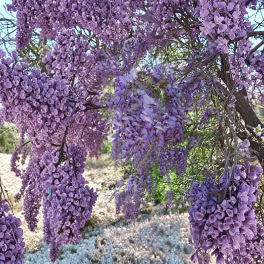 Purple Wisteria Vine – Wisteria sinensis Live Plant | 4–6 Feet Tall | Fragrant Purple Flowers | Fast Growing Climbing Vine | Trellis & Arbor Favorite