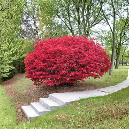 Dwarf Burning Bush Bare Roots – Euonymus alatus | Set of 10 Live Shrubs | 5–12 Inch Seedlings