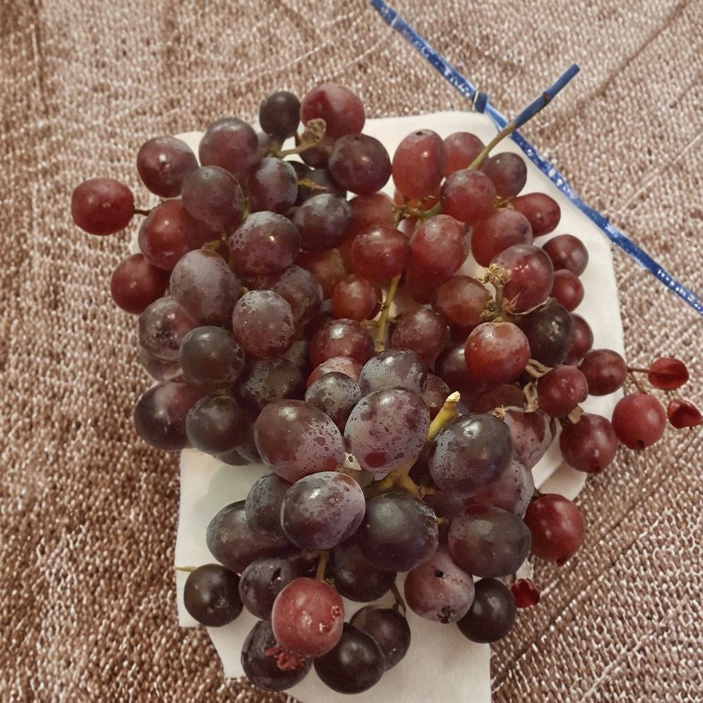 Vanessa Red Seedless Grape Vine – Live Fruit Plant | 2 Gallon Size | Self-Fertile Seedless Grapes | Home Garden Favorite | Easy to Grow