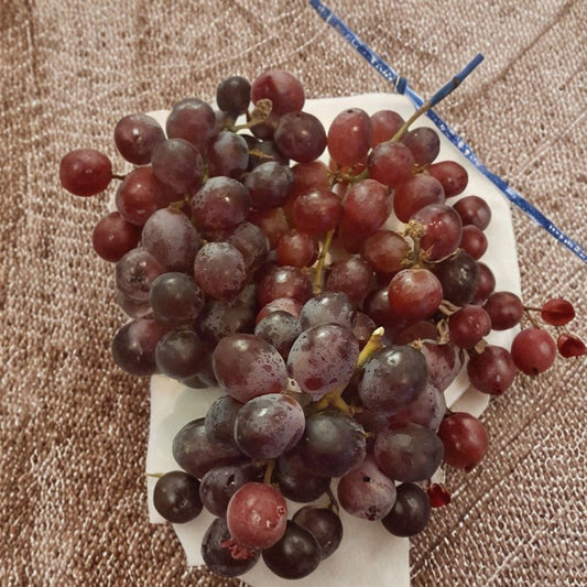 Vanessa Red Seedless Grape Vine – Live Fruit Plant | 2 Gallon Size | Self-Fertile Seedless Grapes | Home Garden Favorite | Easy to Grow