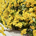 Carolina Jasmine Seeds 20 – Gelsemium sempervirens Yellow Jessamine | Fragrant Climbing Vine | Pollinator Friendly | USA Grown