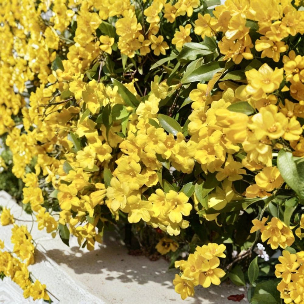Carolina Jasmine Seeds 20 – Gelsemium sempervirens Yellow Jessamine | Fragrant Climbing Vine | Pollinator Friendly | USA Grown