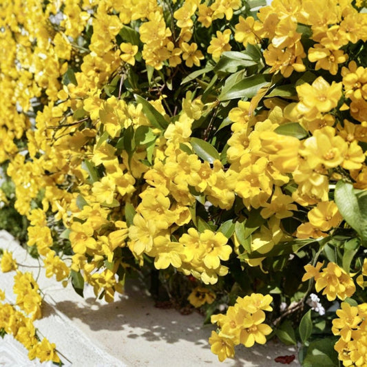 Carolina Jasmine Seeds 20 – Gelsemium sempervirens Yellow Jessamine | Fragrant Climbing Vine | Pollinator Friendly | USA Grown