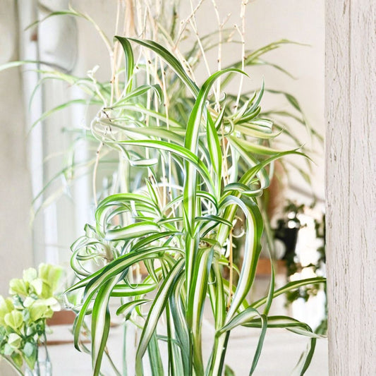 Spider Plant – Chlorophytum comosum Live Rooted Cutting | Ready to Plant | Air Purifying Houseplant | Pet Friendly | Easy to Grow