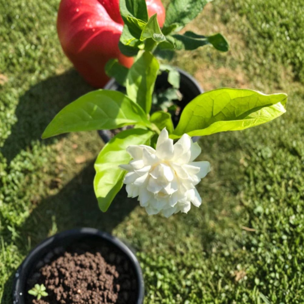 Grand Duke Jasmine – Jasminum sambac Live Starter Plant | 3–8 Inches Tall | Includes Rooted Plant | Fragrant Double Bloom Jasmine | Container Friendly